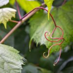Esperto di giardinaggio mentre pota una vite in un vigneto.