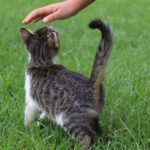 Gatto che alza la zampa mentre riceve un comando dal suo padrone.