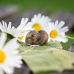 Piante aromatiche nel giardino, efficaci per respingere i topi.