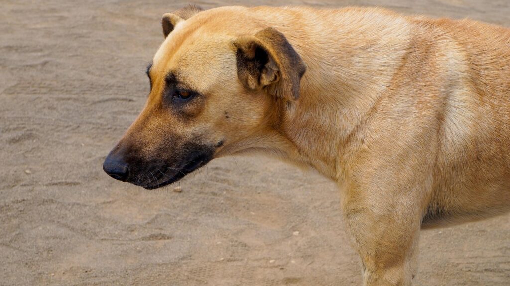 Sterilizzazione del cane: ecco quando farla e cosa cambia nel comportamento