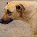 Cane in una clinica veterinaria durante la sterilizzazione, evidenziando l'importanza della procedura.
