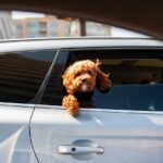 Cane in auto con guinzaglio, pronto per un viaggio sicuro e conforme al codice della strada.